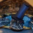 aexquisiteturtle