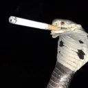 apparratus avatar