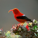 avatar JustAnadaHaole