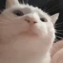_king_9837