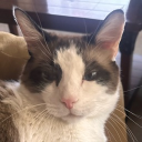Discord Avatar