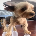 avatar ✦𝒜𝓁𝒾 𝐵𝑜𝓂𝒷𝓂𝒶𝓁𝒾 ✦