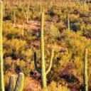 Аватар kaktus4098