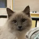 cinnamonci