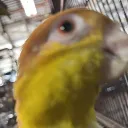 lilspojo
