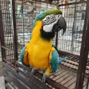 lilspojo