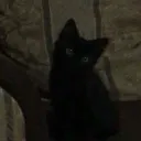 lxqmann avatar