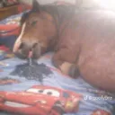 uhyared