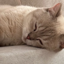 avatar Cat