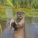 _kurzz