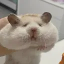carrotwo