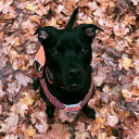 avatar Ash Duhhhh Ley 🐇