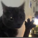 vizzyisdead