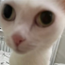 avatar u lia ✧ ˚ · ⁕.