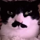 mollsal_