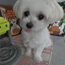 mollsal_