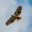 spiritofthehawk