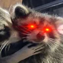 rakoonzlive