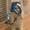 jeshiikun