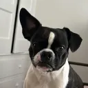 effietheant