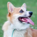 corgimasterr