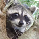 raccoon_family