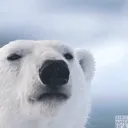 polar035