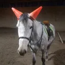 malevolenthorse