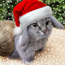 avatar GorillaFan4000