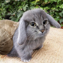 avatar GorillaFan4000