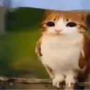 cheezburgir