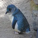 blue_pingu