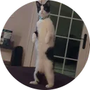 afellanamedrob