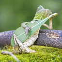longkek