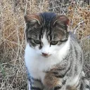 nullpointer6