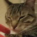 slavacat