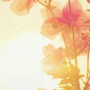 maiii_444