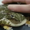 avatar Art3misTheDoge