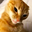 aniki82