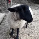 laemmchen_5