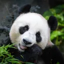 pandabg69