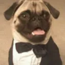pug_thug_life