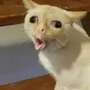 brfox avatar