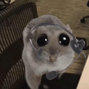 avatar Dexter