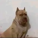 josaro69