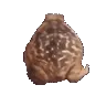 toadtoggled