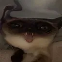 tgloves