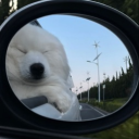 avatar dogCore / Cart 🌟