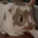 stinkytofu4423