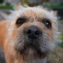 frulldog